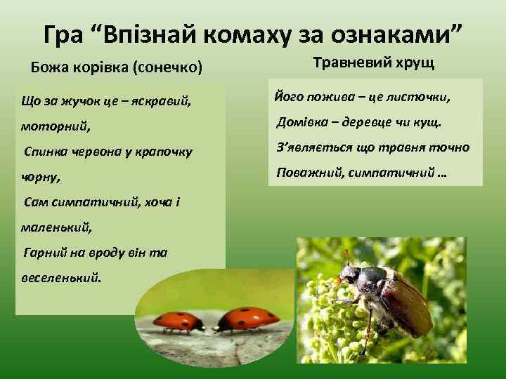 Гра “Впізнай комаху за ознаками” Божа корівка (сонечко) Травневий хрущ Що за жучок це