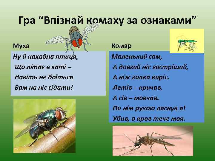 Гра “Впізнай комаху за ознаками” Муха Комар Ну й нахабна птиця, Що літає в