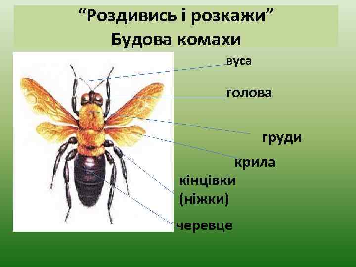 “Роздивись і розкажи” Будова комахи вуса голова груди крила кінцівки (ніжки) черевце 