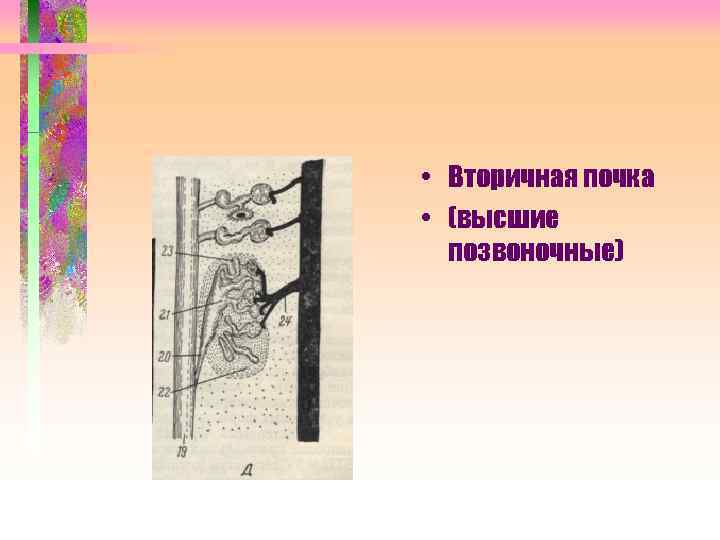  • Вторичная почка • (высшие позвоночные) 