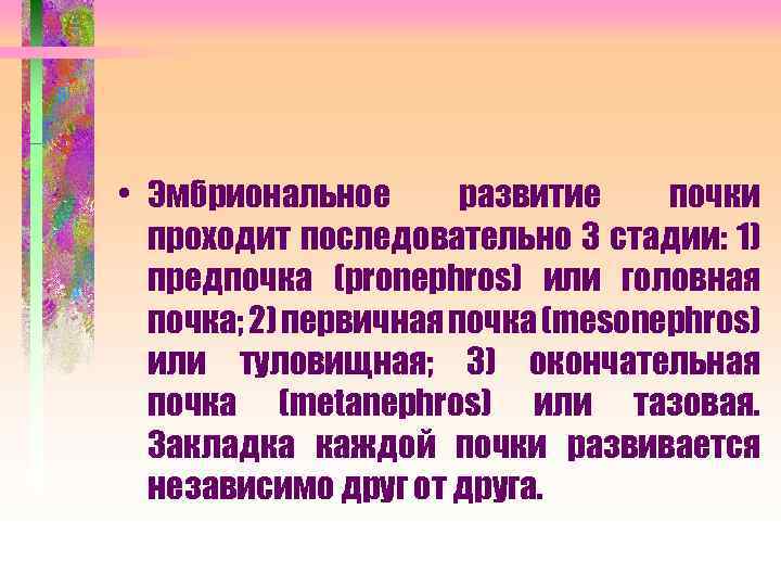  • Эмбриональное развитие почки проходит последовательно 3 стадии: 1) предпочка (pronephros) или головная