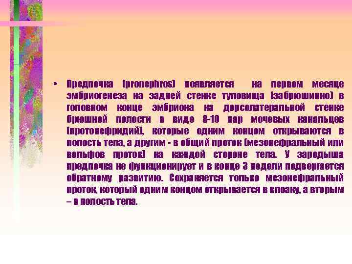  • Предпочка (pronephros) появляется на первом месяце эмбриогенеза на задней стенке туловища (забрюшинно)