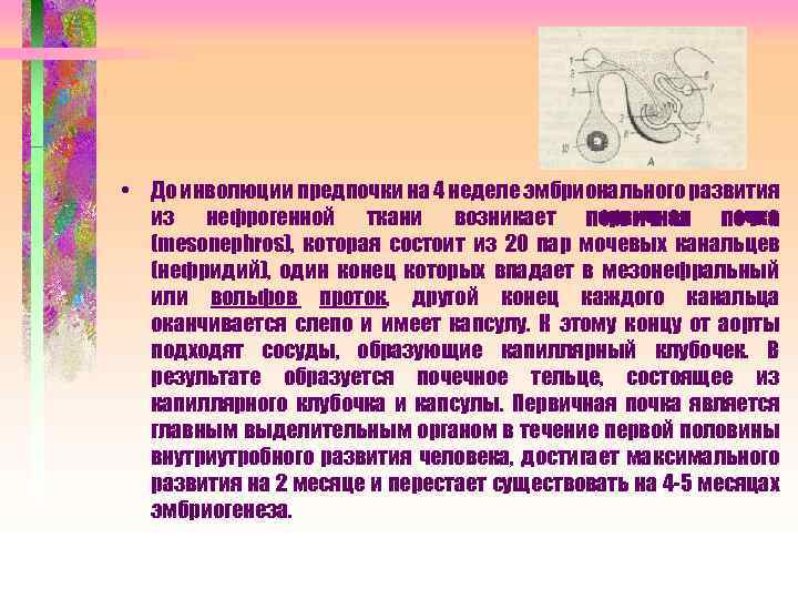  • До инволюции предпочки на 4 неделе эмбрионального развития из нефрогенной ткани возникает
