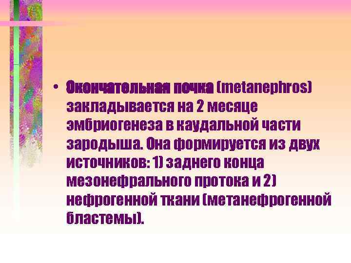  • Окончательная почка (metanephros) закладывается на 2 месяце эмбриогенеза в каудальной части зародыша.
