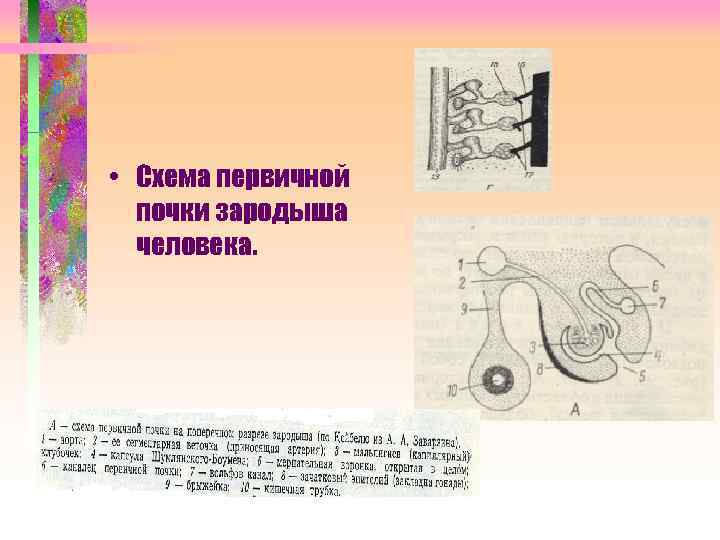  • Схема первичной почки зародыша человека. 