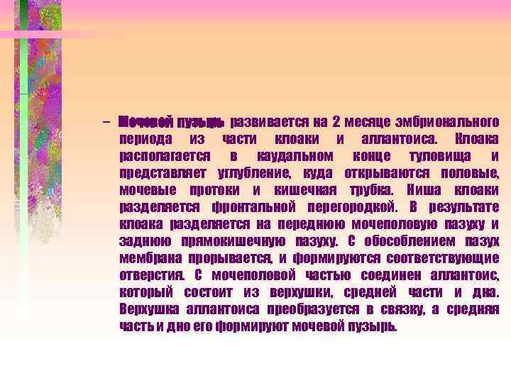 – Мочевой пузырь развивается на 2 месяце эмбрионального периода из части клоаки и аллантоиса.