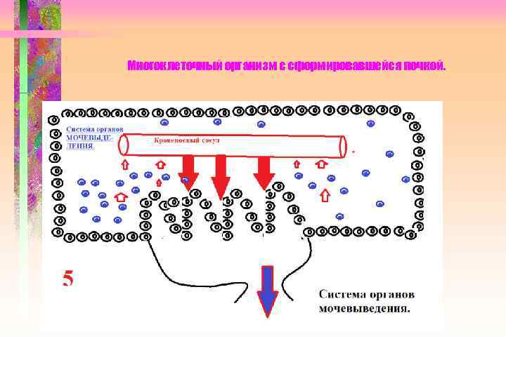 Многоклеточный организм с сформировавшейся почкой. 