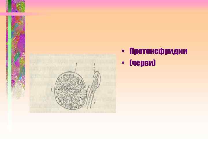  • Протонефридии • (черви) 