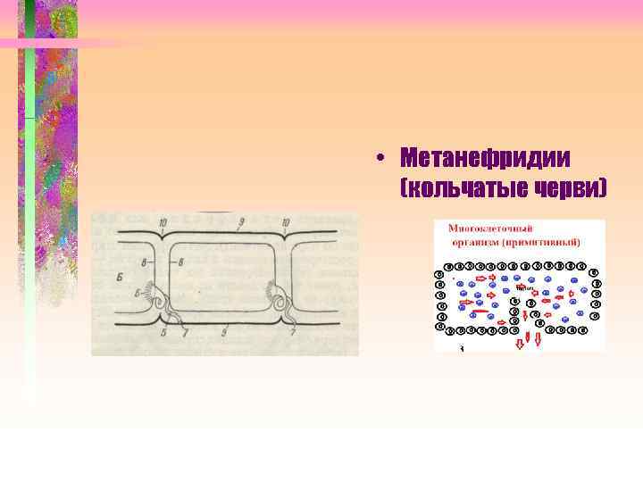  • Метанефридии (кольчатые черви) 