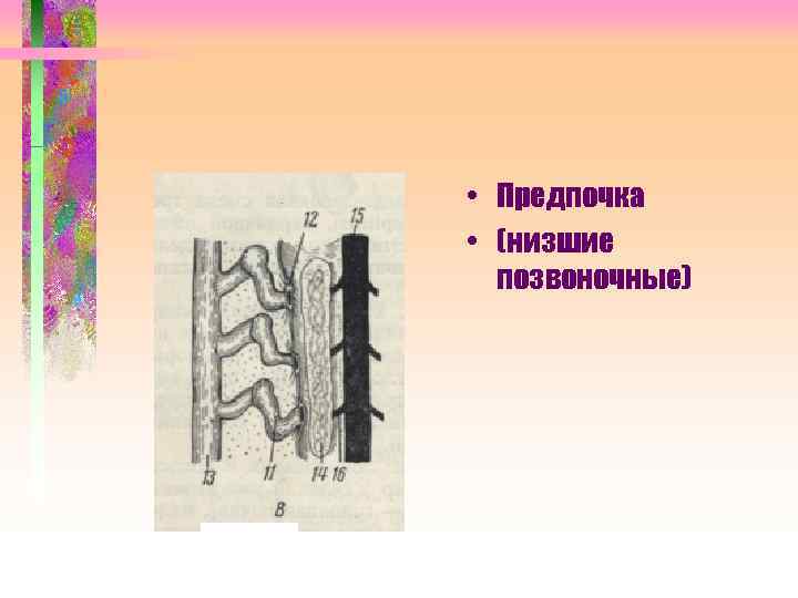  • Предпочка • (низшие позвоночные) 