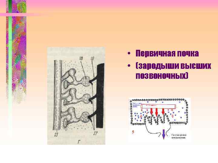  • Первичная почка • (зародыши высших позвоночных) 