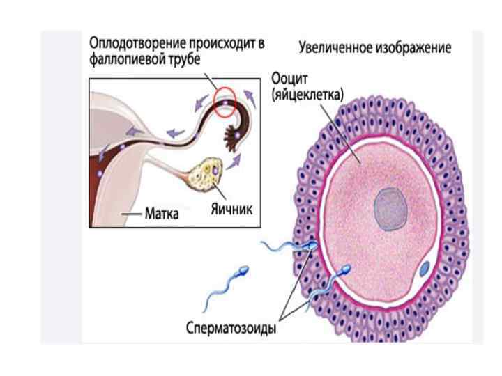 Эмбриогенез человека гистология презентация