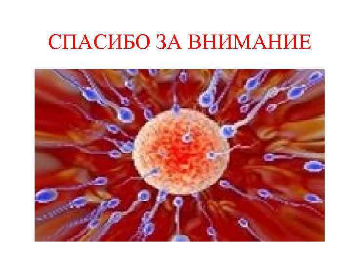 СПАСИБО ЗА ВНИМАНИЕ 