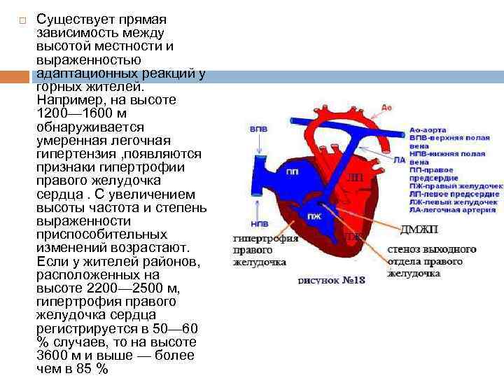  Существует прямая зависимость между высотой местности и выраженностью адаптационных реакций у горных жителей.