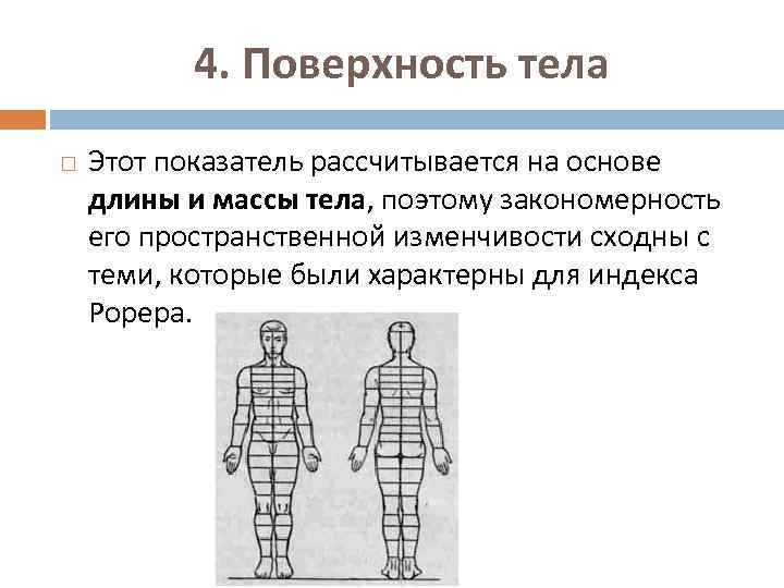 Поверхность тела человека