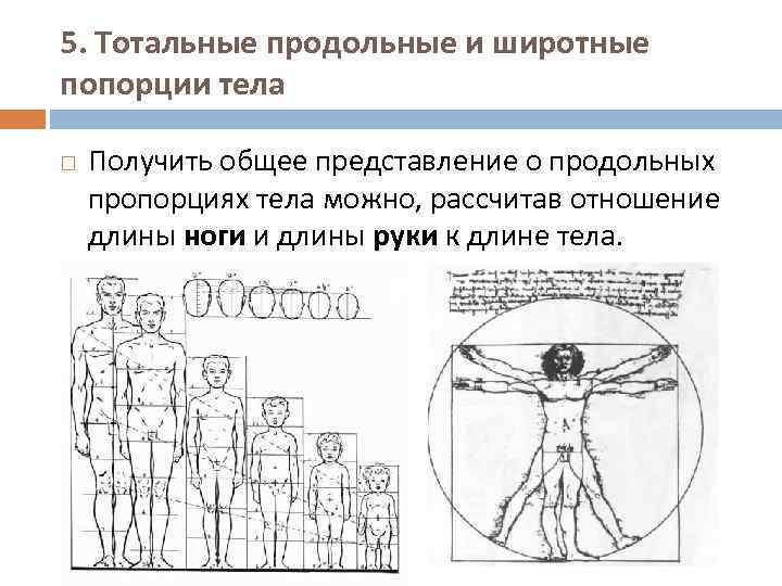 5. Тотальные продольные и широтные попорции тела Получить общее представление о продольных пропорциях тела
