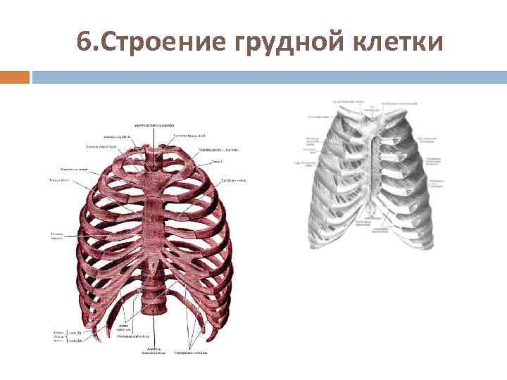 6. Строение грудной клетки 