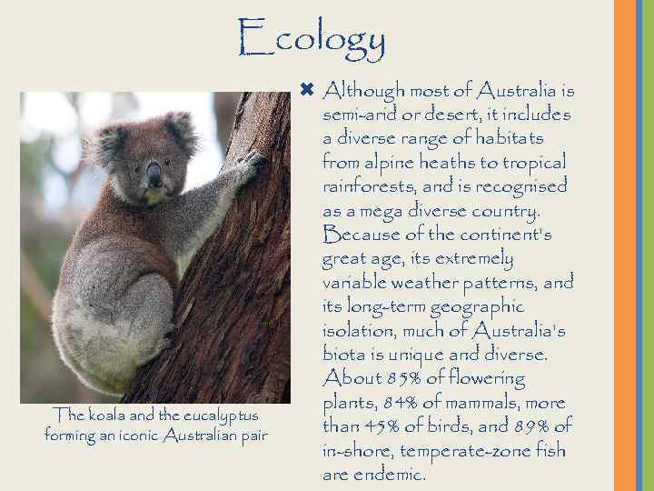 Ecology The koala and the eucalyptus forming an iconic Australian pair Although most of