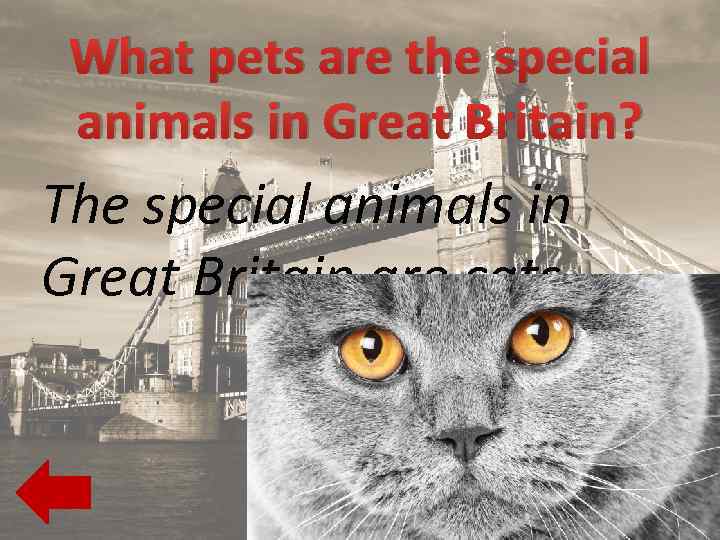 What pets are the special animals in Great Britain? The special animals in Great