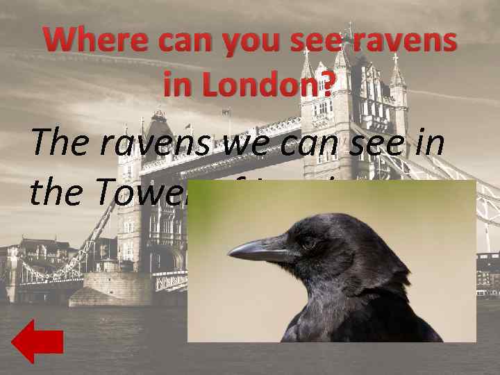 Where can you see ravens in London? The ravens we can see in the
