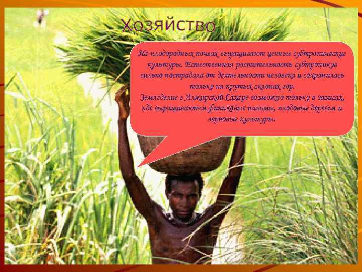 На плодородных почвах выращивают ценные субтропические культуры. Естественная растительность субтропиков сильно пострадала от деятельности