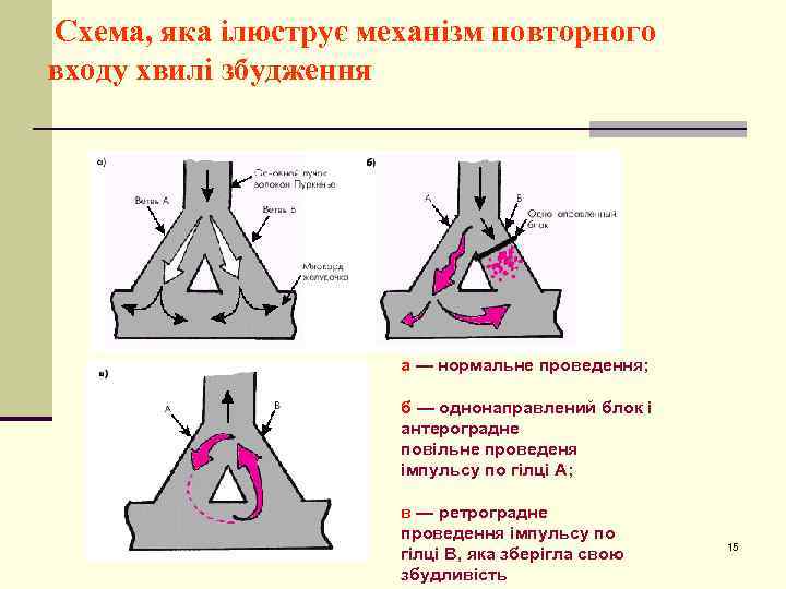 Схема, яка ілюструє механізм повторного входу хвилі збудження а — нормальне проведення; б —