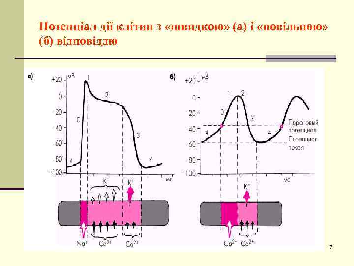 Потенціал дії клітин з «швидкою» (а) і «повільною» (б) відповіддю 7 