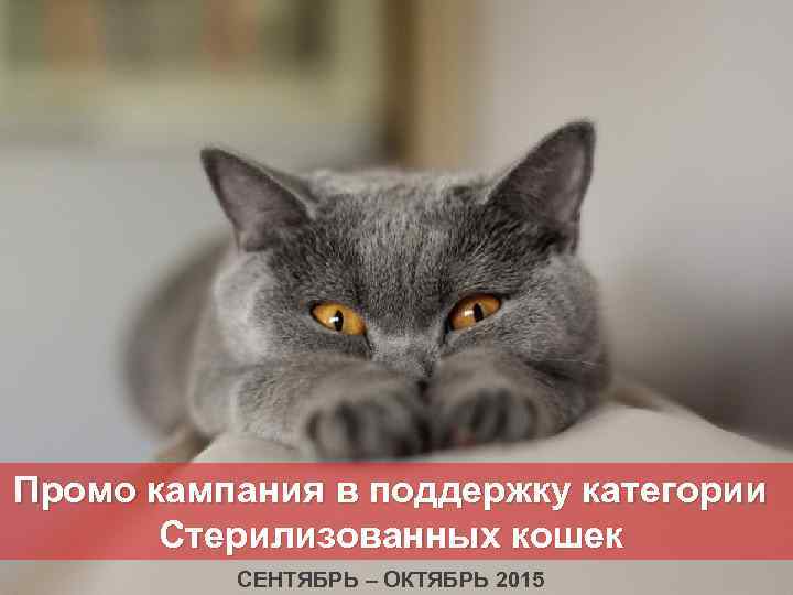 Sterilised Cat promo campaign Agency brief March’ 15 Промо кампания в поддержку категории Стерилизованных