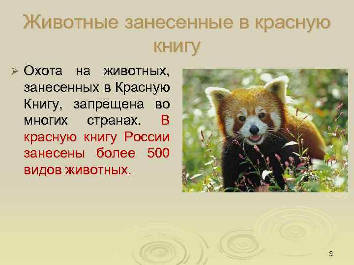 Животные занесенные в красную книгу Ø Охота на животных, занесенных в Красную Книгу, запрещена