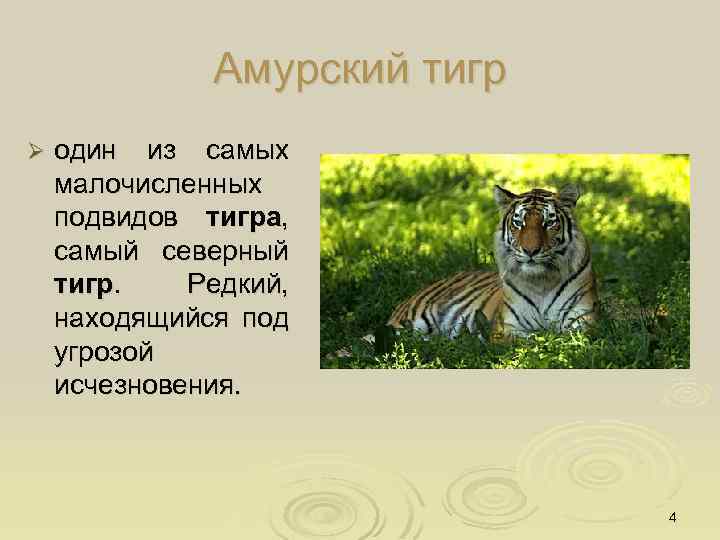 Амурский тигр Ø один из самых малочисленных подвидов тигра, самый северный тигр. Редкий, находящийся