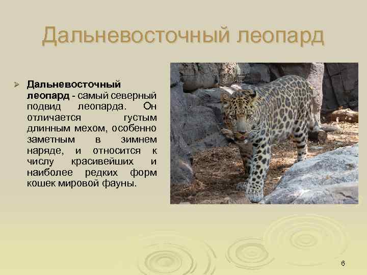 Дальневосточный леопард Ø Дальневосточный леопард - самый северный подвид леопарда. Он отличается густым длинным