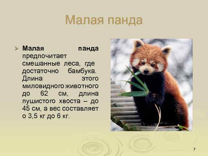Малая панда Ø Малая панда предпочитает смешанные леса, где достаточно бамбука. Длина этого миловидного
