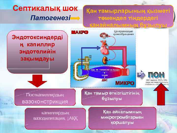 Септикалық шок Патогенезі Қан тамырларының қызметі төмендеп тіндердегі қанайналымның бұзылуы Эндотоксиндерді ң капилляр эндотелийін