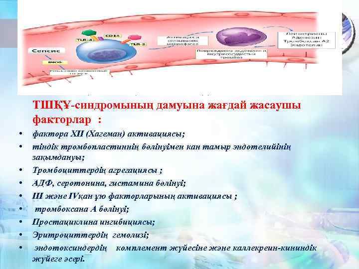 Септикалық шоктың патогенезіндегі басты компонент ТШҚҰ-синдромының дамуына жағдай жасаушы факторлар : • • •