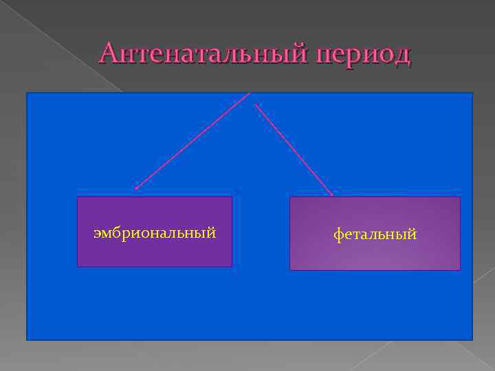 Антенатальный период эмбриональный фетальный 