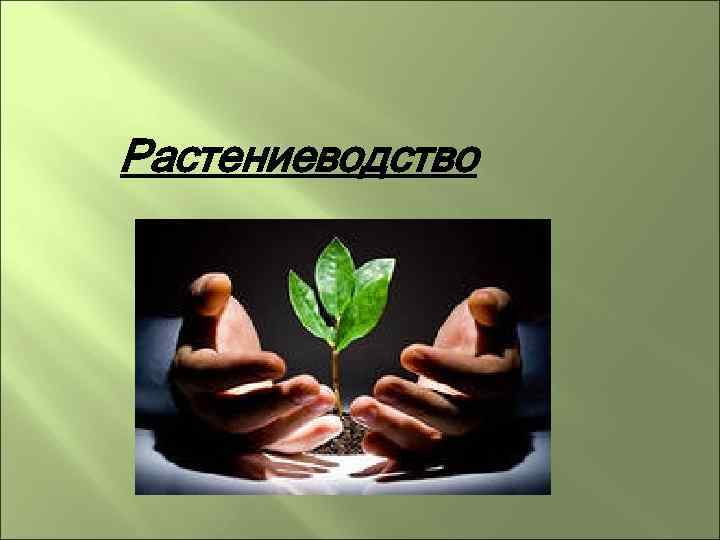 Растениеводство 