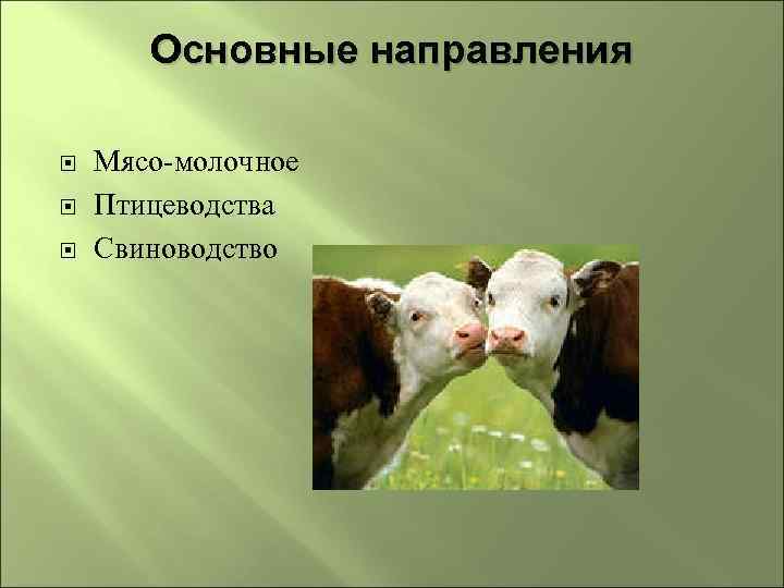 Основные направления Мясо-молочное Птицеводства Свиноводство 