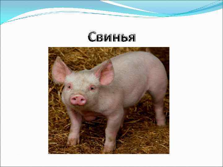 Свинья 