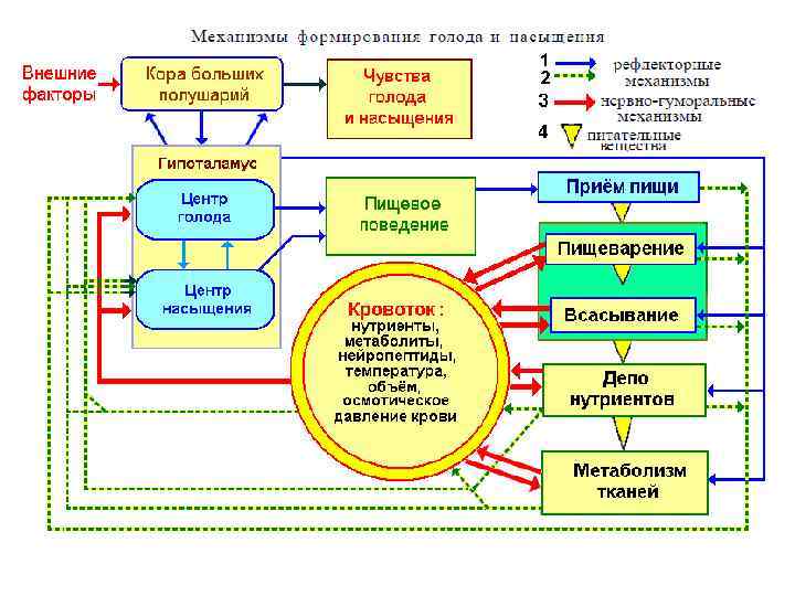 Схема регуляции пищевого поведения