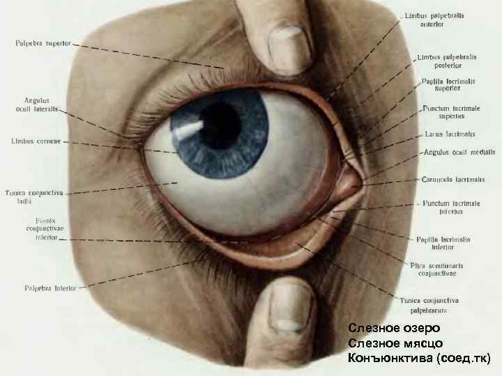Глаз око веко. Строение глаза нижнее веко. Анатомия глаза слезное мясцо. Слезное мясцо и слезное озеро. Строение глаза человека конъюнктивальный мешок.