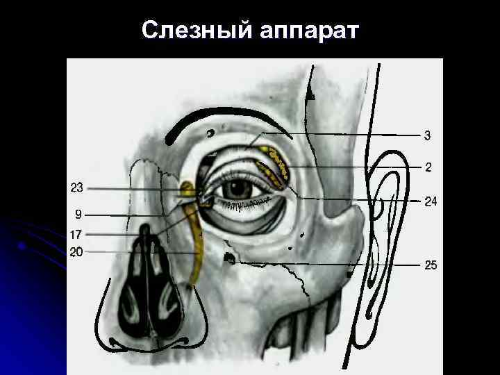 Слезный аппарат 