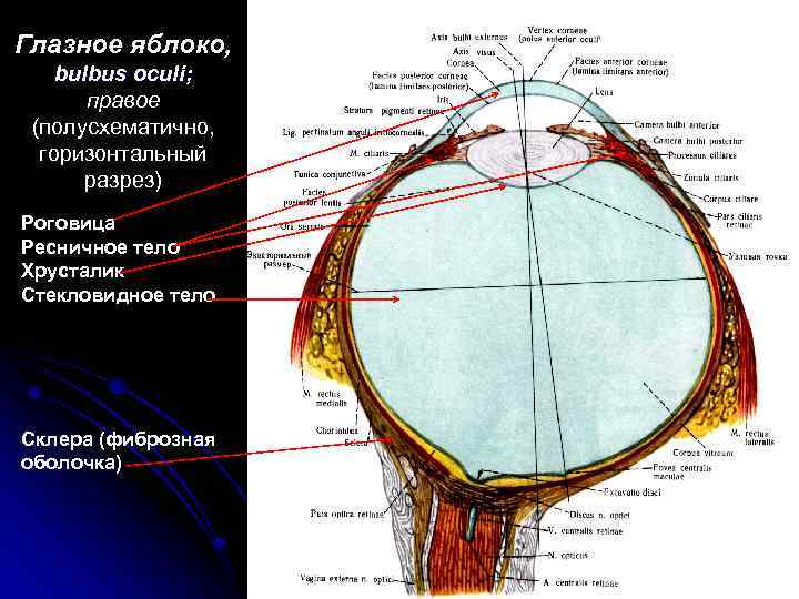 Глазное яблоко, bulbus oculi; правое (полусхематично, горизонтальный разрез) Роговица Ресничное тело Хрусталик Стекловидное тело