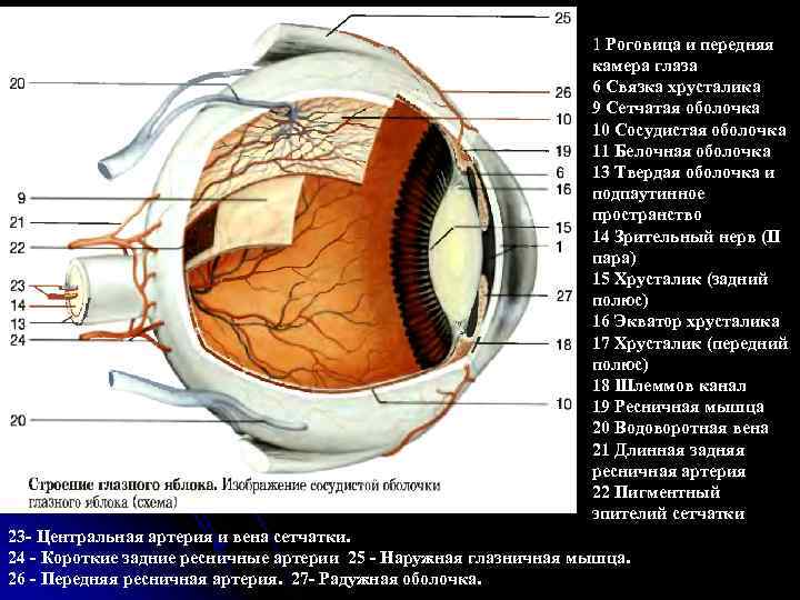 1 Роговица и передняя камера глаза 6 Связка хрусталика 9 Сетчатая оболочка 10 Сосудистая