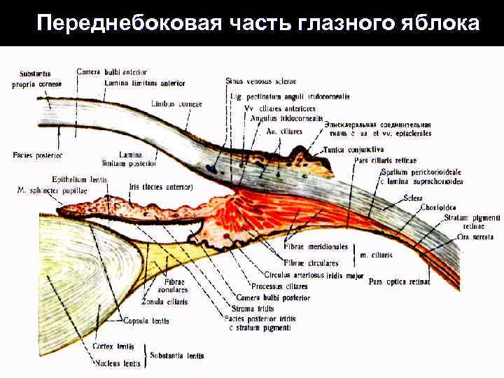 Переднебоковая часть глазного яблока 