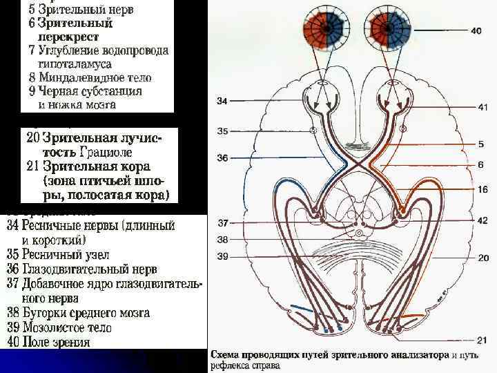 Пути зрительного анализатора схема