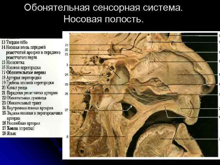 Обонятельная сенсорная система. Носовая полость. 