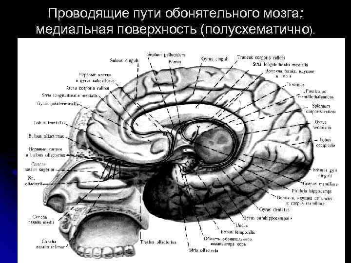 Проводящие пути обонятельного мозга; медиальная поверхность (полусхематично). 