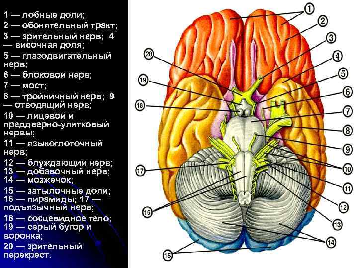 Нервы обонятельный зрительный. Обонятельный путь анатомия. Обонятельный тракт головного мозга. Тракт обонятельного нерва. Обонятельные луковицы головного мозга.