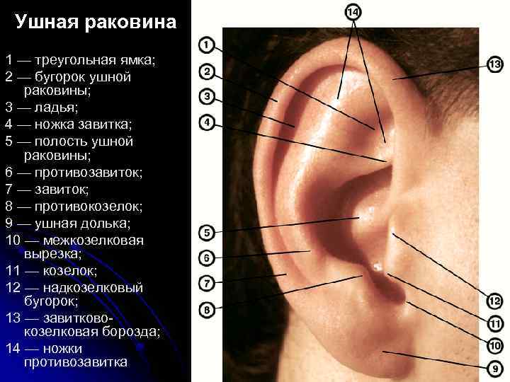  Ушная раковина 1 — треугольная ямка; 2 — бугорок ушной раковины; 3 —