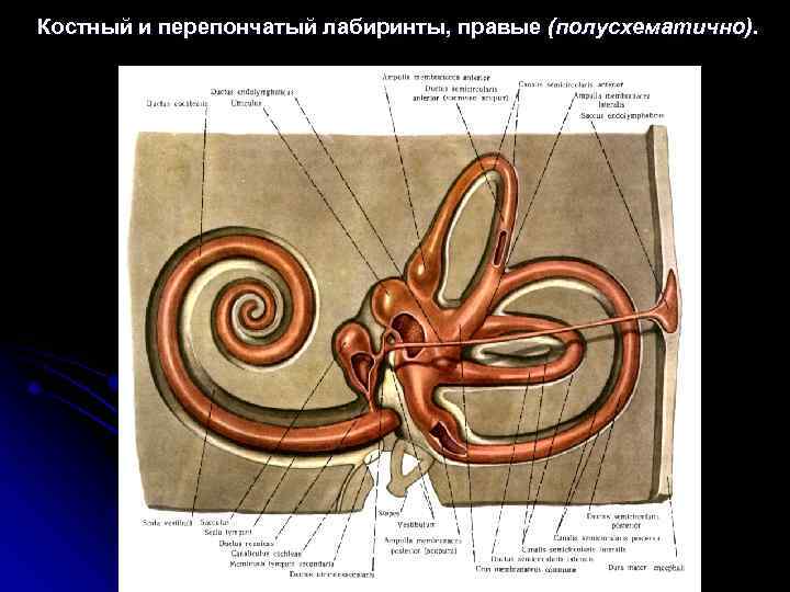 Схема перепончатого лабиринта